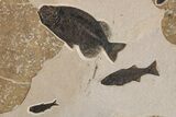 Green River Fossil Fish Mural with Giant Phareodus #295644-12